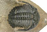 Hollardops Trilobite - Foum Zguid, Morocco #363223-3
